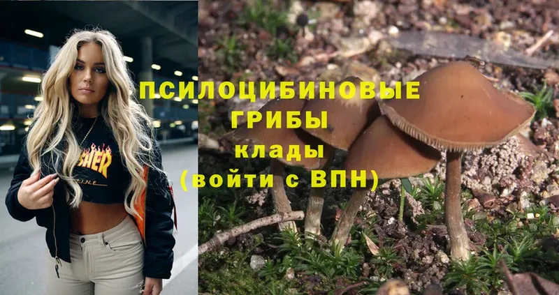 где найти   Тулун  Галлюциногенные грибы Psilocybe 